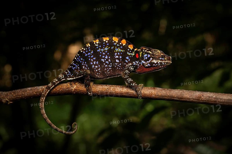 A female chameleon of the genus Furcifer labordi in the dry forests of Kirindy Forest in western Madagascar