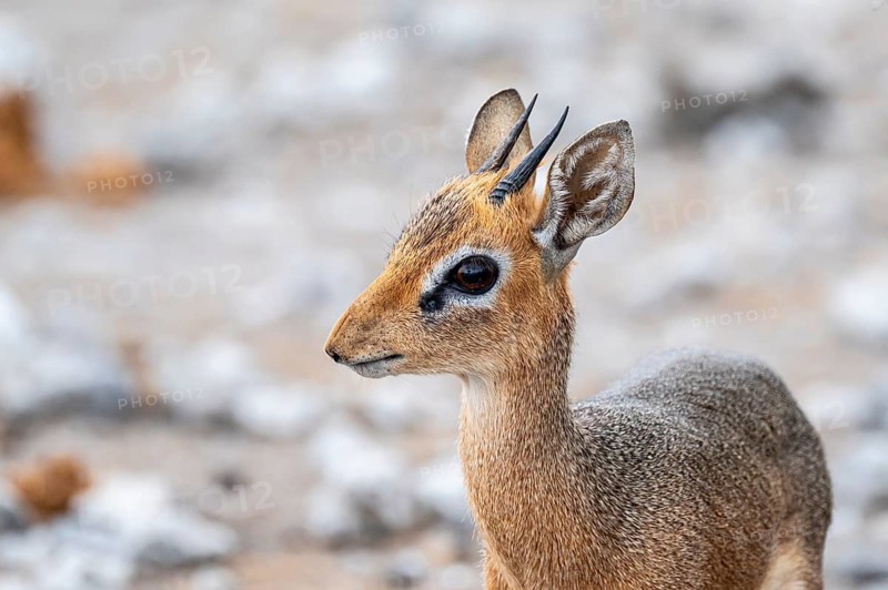 Damara dik-dik or kirk dik-dik (Madoqua kirkii), adult animal in the undergrowth, Etosha National Park, Namibia