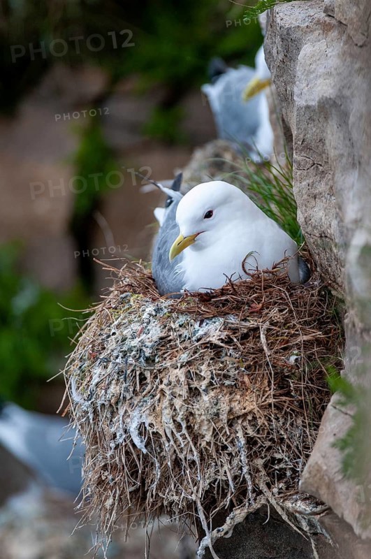 Black-legged Kittiwake, Black-legged Kittiwake, Norway, Rissa Tridactyla, Varanger, Birds, Charadriiformes, Gulls, High Size, Portrait, Limikolen, Seagulls, Birds
