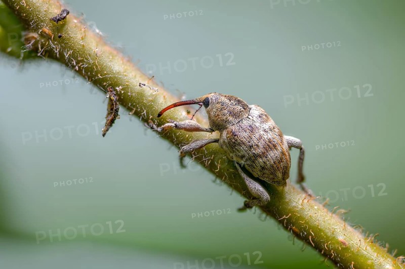 Acorn weevil, vein acorn drill, curculio venosus, acorn drill, beetle, coleoptera, insects, beetles