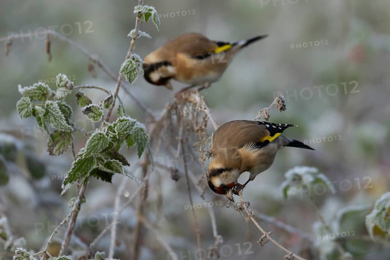 European goldfinch (Carduelis carduelis) adult bird on a frost covered nettle plant in winter, England, United Kingdom