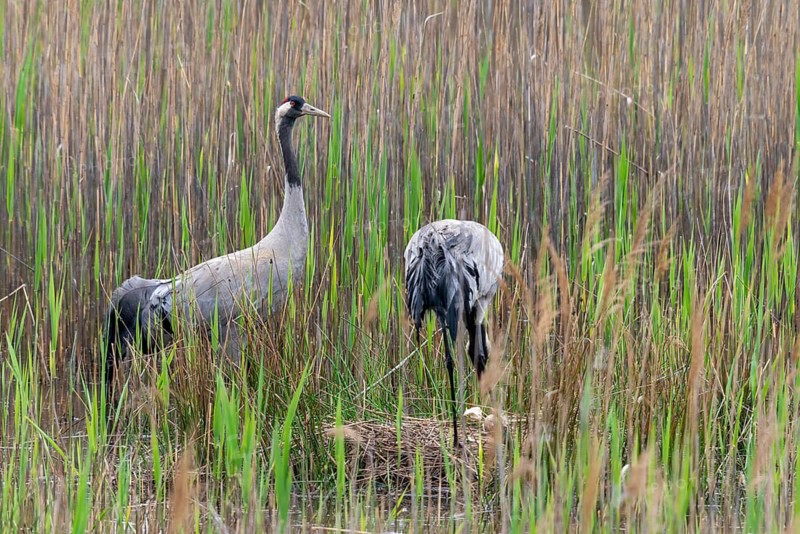Brandenburg, Crane, Germany, Grus Grus, Crane, Nabu, Nabu Project, National Natural Heritage, Grünhaus Nature Paradise, Post-Mining Landscape, Birds, Brood, Gruidae, Gruiformes, Greenhouse, Crane Birds, Nest, Wagbirds, Birds
