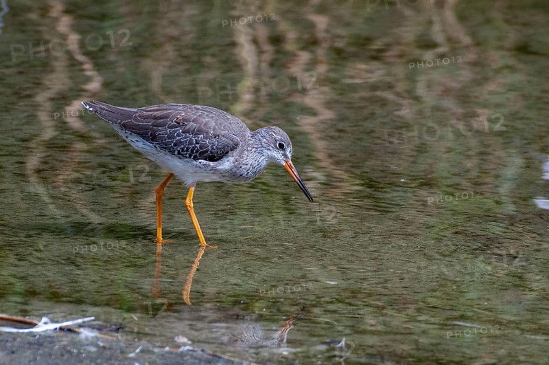 Redshank, redshank, tringa totanus, birds, charadriiformes, limikolen, resting dress, snipe birds, scolopacidae, birds, waders, waders