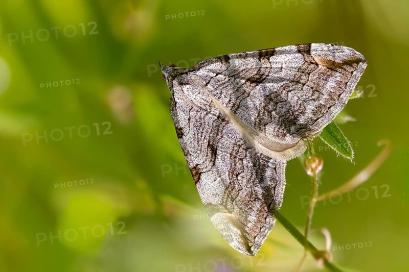 Aplocera plagiata, defoliating moth, large St. John's wort tensioner, Saint John's wort inchworm, insects, moths, moths, butterflies, treble bar