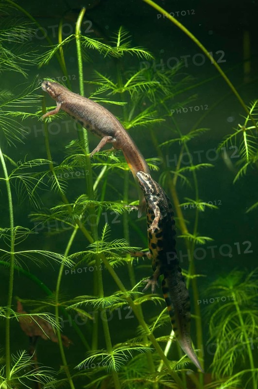Lissotriton vulgaris, smooth newt, triturus vulgaris, amphibians, amphibians, female, high size, portrait format, amphibians, female