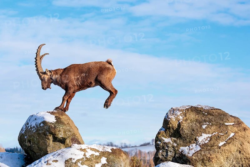 A male ibex (Capra ibex) jumps from rock to rock. Morning light against a blue sky with clouds. Carinthia, Austria