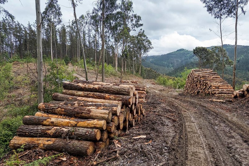 Forest clearance in the Spanish Highlands, Bizkaia, Spain