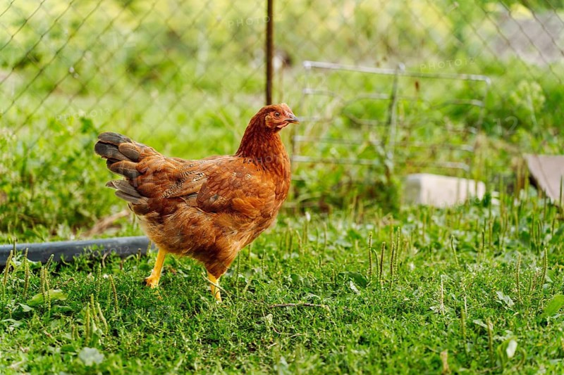 A red hen walks on the green grass in a village farm yard. A domestic chicken walks on green grass on an organic farm in the countryside