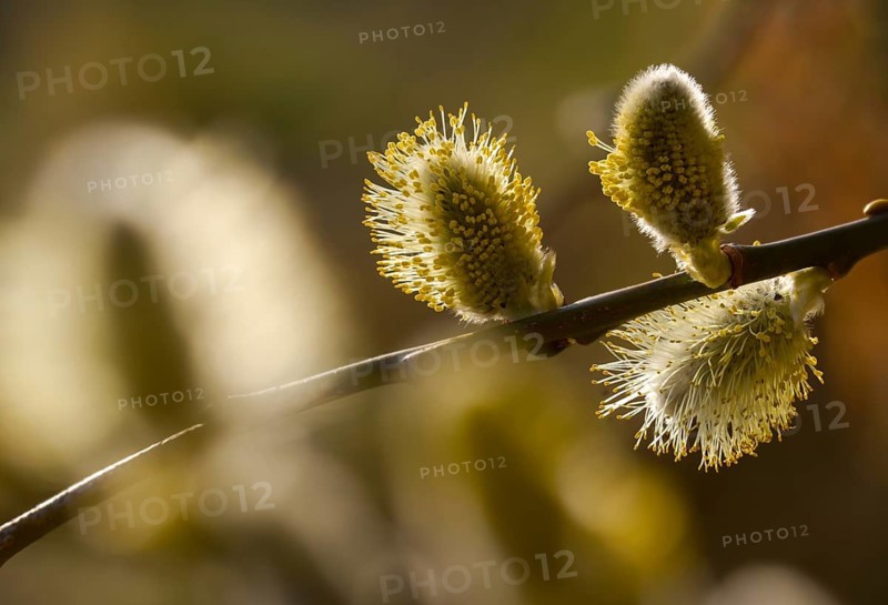 Hanging sage, kitten willow, palm willow, saal willow, salicaceae, salix caprea, salwillow, willow, tree, trees, flora, spring, goat willow, great sallow, plants, plants, pussy willow, spring, tree