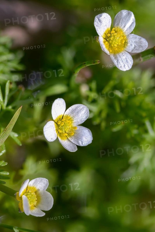 Ranunculus circinatus, ranunculus divaricatus, spreading water buttercup, fan-leaved crowfoot, flora, high size, portrait format, plants