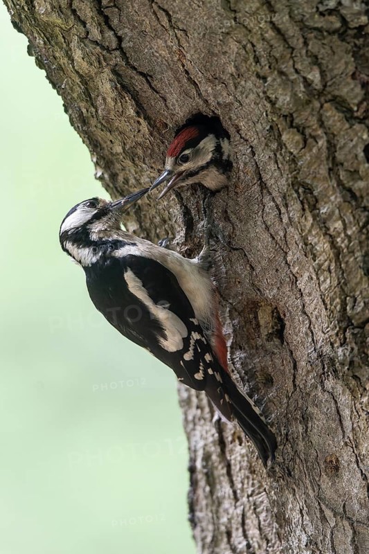 Great spotted woodpecker (Dendrocopos major) at the cave with young, Emsland, Lower Saxony, Germany