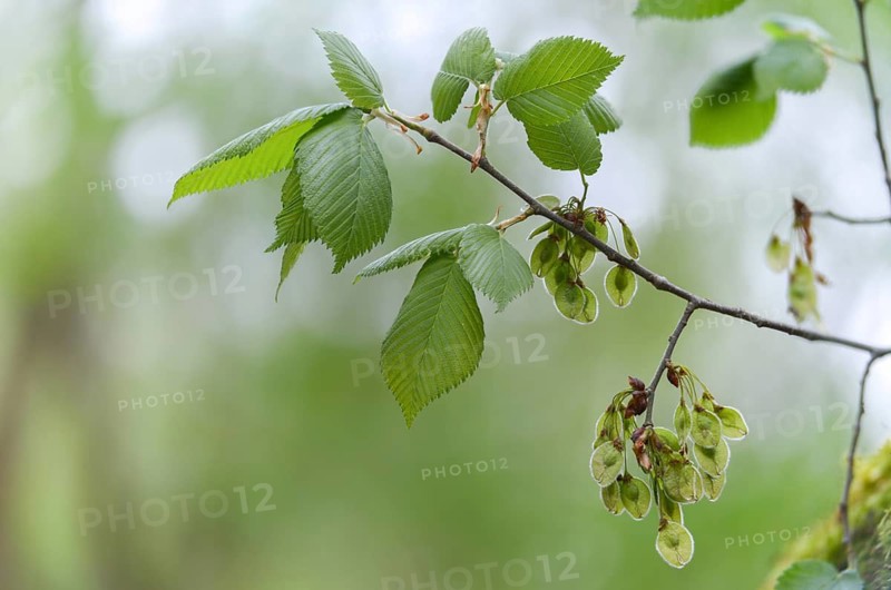 Mountain elm, ulmaceae, elm family, elm glabra, bellicose, wych elm, flora, fruit, plants, seeds