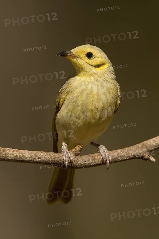 Yellow-tinted Honeyeater (Ptilotula flavescens), Western Australia, Australia
