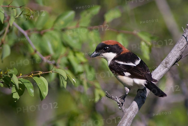 Lanius senator, red-headed shrike, woodchat shrike, birds, Bulgaria, male, passeri, songbirds, birds, shrikes