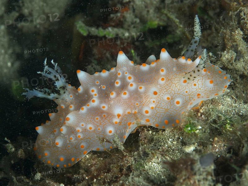An orange-spotted nudibranch, the Batangas Halgerda (Halgerda batangas), glides across the seabed, surrounded by marine life, at the Twin Reef dive site, Penyapangan, Bali, Indonesia