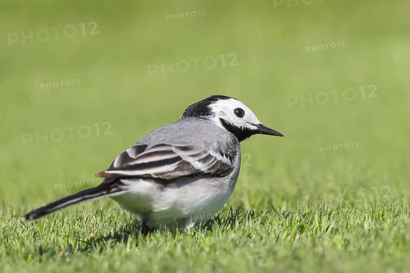 White wagtail (Motacilla alba), adult bird in a meadow, nature photography, wildlife, animals, bird, songbird, Baltic Sea, Baltic Sea island of Fehmarn, East Holstein, Schleswig-Holstein, Germany