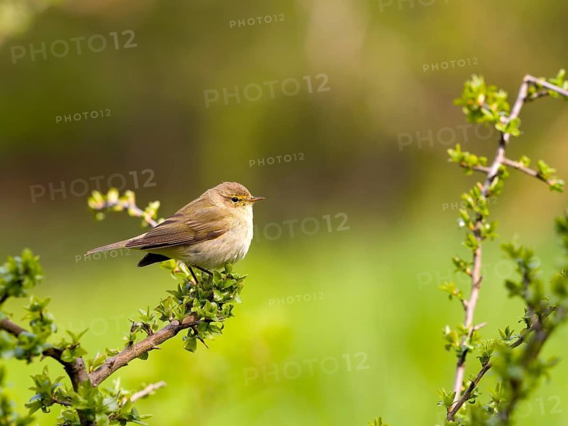 A chiffchaff (Phylloscopus collybita) perched on a blackthorn branch (Prunus spinosa), Solms, Hesse, Germany