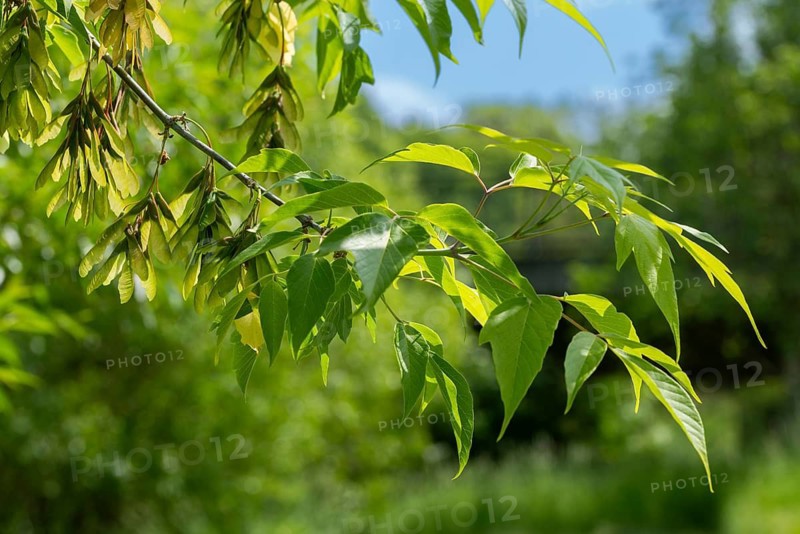 Acer negundo, box elder, ash maple, manitoba maple, sapindaceae, soap tree family, ash-leaved maple, ashleaf maple, tree, boxelder maple, trees, flora, plants, plants, tree