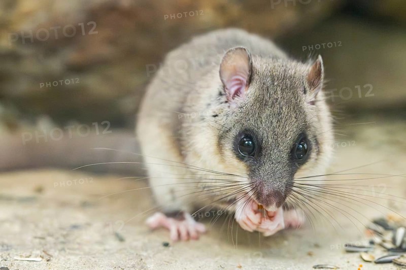 European edible dormouse (Glis glis) sitting on the ground, eating, Bavaria, Germany