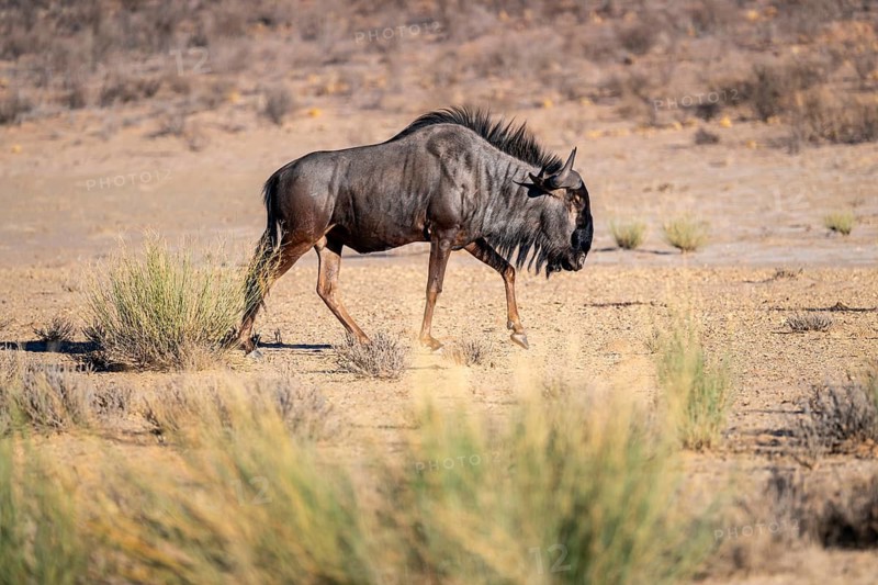 Blue wildebeest (Connochaetes taurinus) in the dry Nossob riverbed, Kalahari Desert, Kgalagadi Transfrontier Park, South Africa