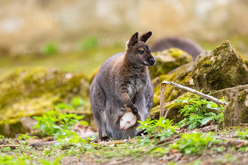 Tammar wallaby (Macropus eugenii) mother with her youngster on the ground in spring, Germany