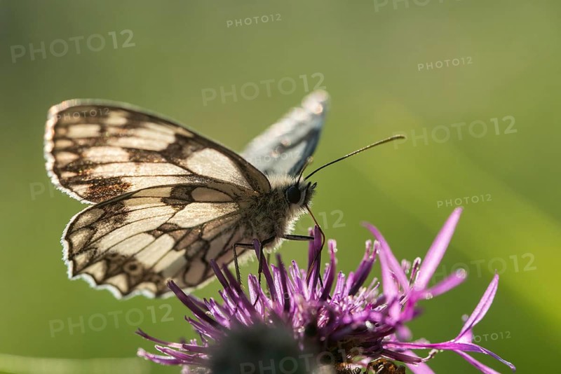 Board game, women's board, marbled white, melanargia galathea, checkerboard, butterfly, insects, butterfly, butterflies, butterflies, butterflies