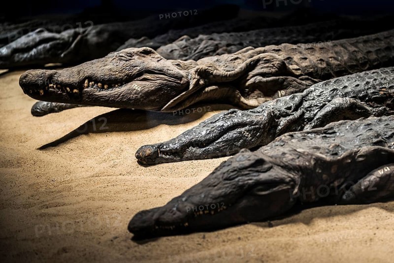 Mummified crocodiles, mummies, Kom Ombo Temple, Upper Egypt, Egypt