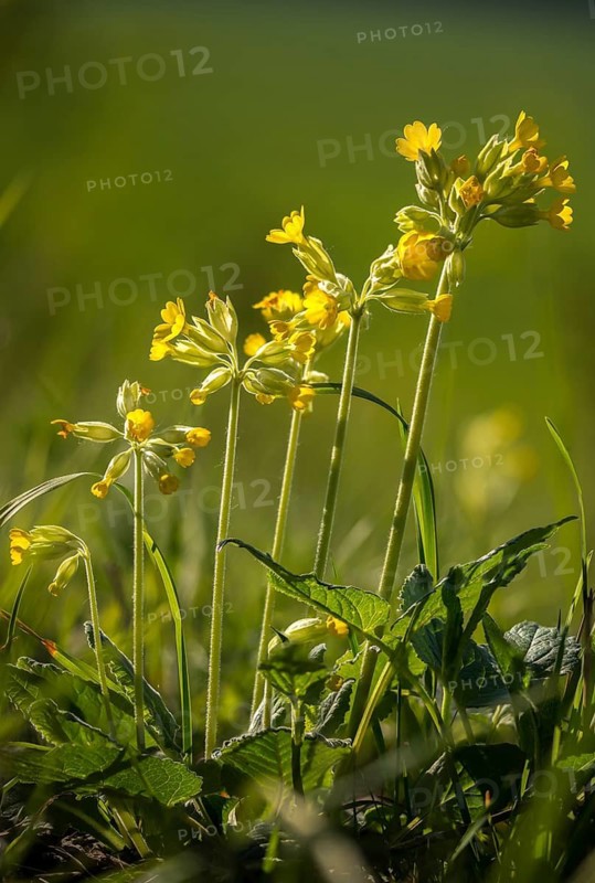 Primrose, primula officinalis, primula veris, primulaceae, cowslip, meadow cowslip, common cowslip, cowslip primrose, flora, high size, vertical format, plants, plants