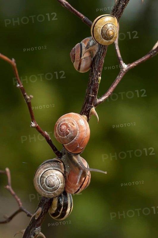 Banded snails, cepaea, cepaea nemoralis, grove snail, hornsnail, helicidae, snails, black-mouthed banded snail, gastropods, high size, portrait format, mollusca, molluscs, snails, snails, snails, dry rest, molluscs