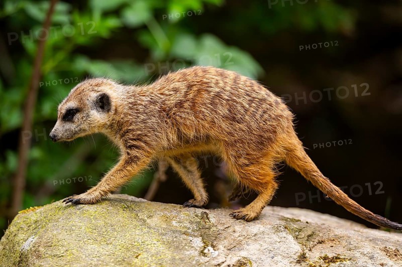 Meerkat (Suricata suricatta) walking on a rock, captive, occurrence Africa