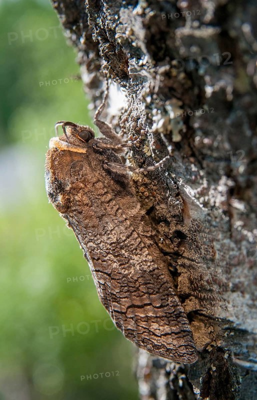 Cossus Cossus, Goat Moth, Sweden, willow borer, butterfly, high size, portrait, insects, moths, moths, butterfly, Sweden