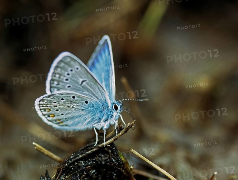 Amanda's blue, polyommatus amandus, magnificent blue, bird wit blue, butterfly, insects, leo, male, butterfly, butterfly, butterfly