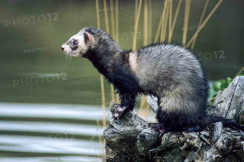Carnivora, polecat, mustela putorius, polecat, predators, mammals, raptors, mammals