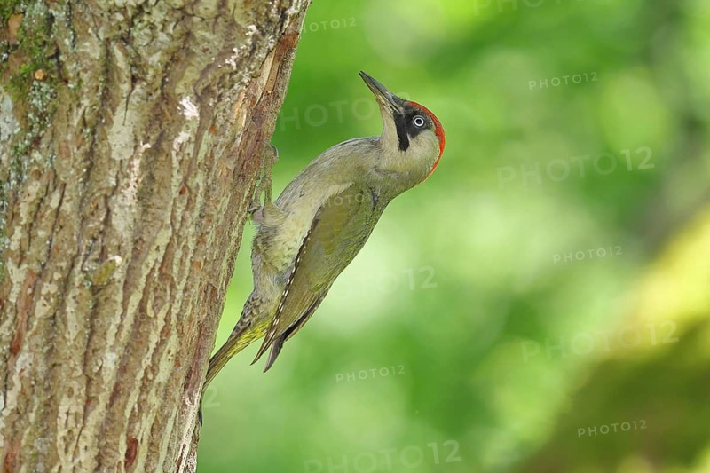 Green Woodpecker (Picus viridis) – a female at her nesting hole in an old oak tree, wildlife, woodpeckers, Eurasian Green Woodpecker, nature photography, spring, Wilnsdorf, North Rhine-Westphalia, Germany