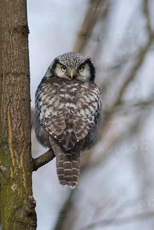 Hawk owl, sparrow owl, surnia ulula, birds, owls, high size, portrait format, northern hawk owl, owls, strigiformes, birds