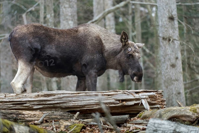 Alces alces, artiodactyla, elk, even-toed ungulates, mosses, cloven-hoofed animals, mammals