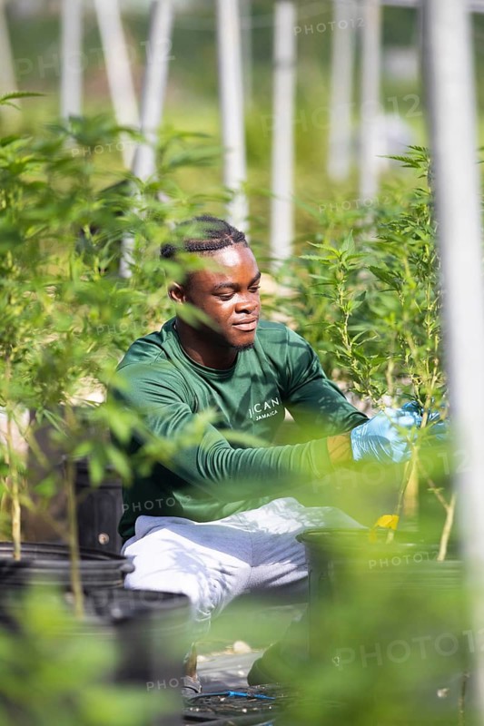 Jamaican man plucking stems from a cannabis plant, Jacana Organic Cannabis Farm, Saint Ann Parish, Jamaica, West Indies, Caribbean, Central America