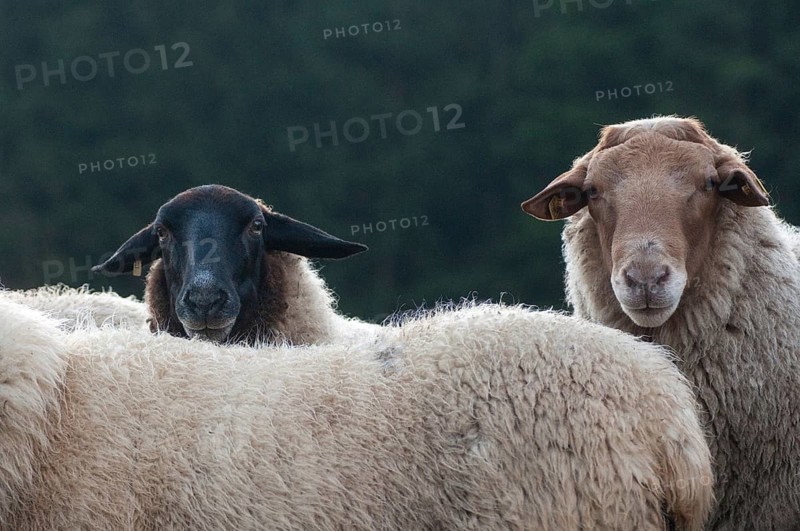 Artiodactyla, Coburg fox sheep, domestic sheep, even-toed ungulate, domestic sheep, Ovis Gmelini aries sspec., ovis gmelini aries sspec.4, cloven-hoofed, rhön sheep, domesticated animals, extensive grazing, pet, mammals, sheep, mammals, wild pastures