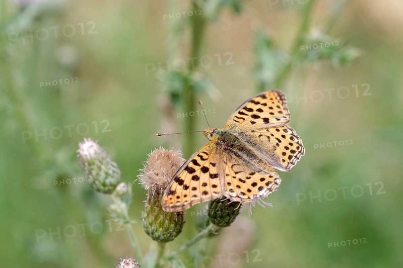 Queen of Spain fritillary (Issoria lathonia), macro, Spear Thistle, nectar, Germany