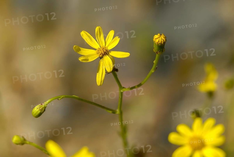 Graywort, neophyte, narrow-leaved ragwort, Senecio inäquidens, South African ragwort, flora, narrow-leaved ragwort, plants, plants