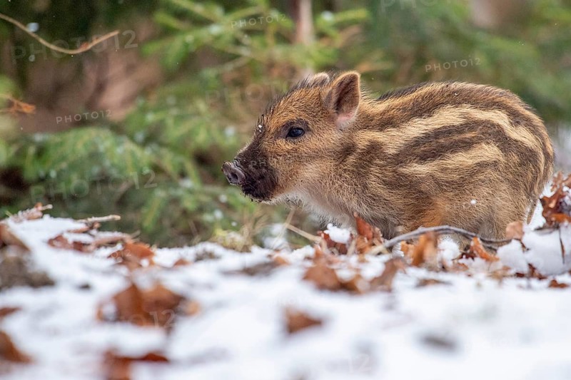 Wild boar (Sus scrofa) in the snow, fresh boar, Melle, Lower Saxony, Germany