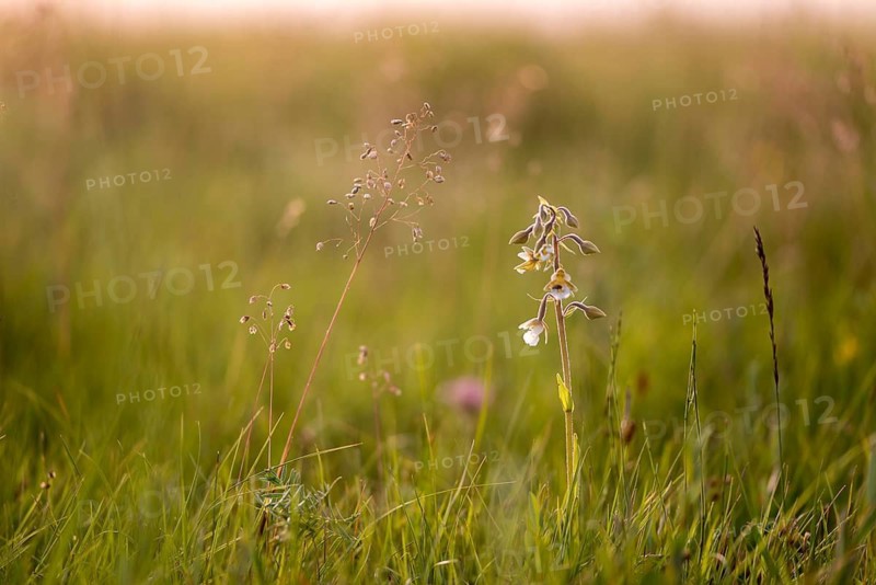 Common marsh root, epipactis palustris, orchidaceae, orchids, orchid family, swamp sitter, marsh kelwort, white marsh helleborine, plants, plants
