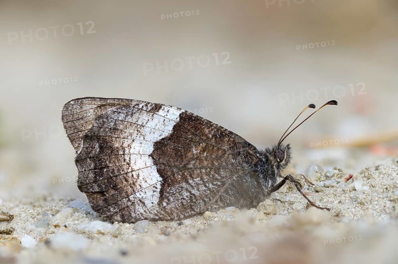 Brandenburg, Germany, Hipparchia Alcyone, Hipparchia Hermione, small forest porter, Nabu, Nabu project, national natural heritage, green house natural paradise, rock grayling, post-mining landscape, butterfly, green house, insects, butterflies, butterflies, butterflies