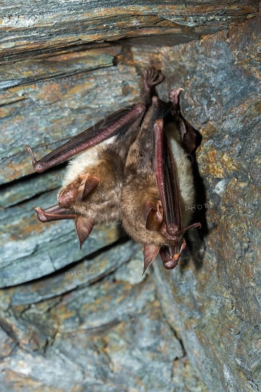 Greater mouse-eared bat, mouse-ear, myotis myotis, bats, chiroptera, bats, high size, vertical format, mammals, mammals, winter sleep, hibernation