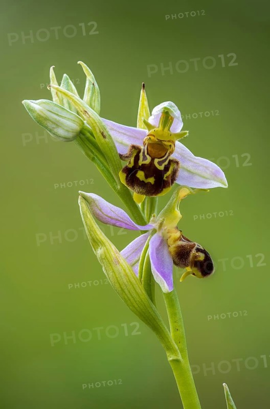 Bee ragwort, ophrys apifera, orchidaceae, orchids, orchid, bee orchid, flora, high size, vertical format, plants, plants