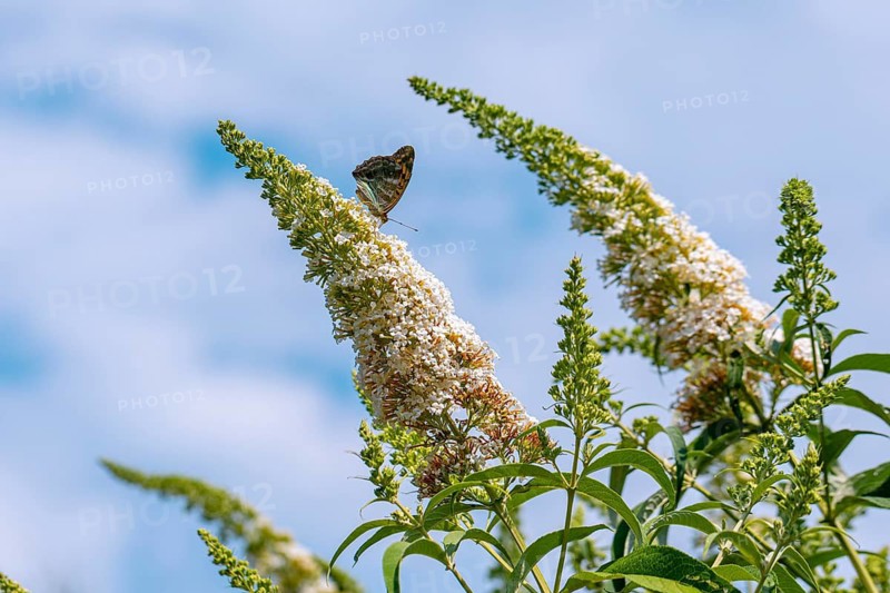 A butterfly rests on a flowering buddleia (Buddleja) against a blue sky, Ternitz, Lower Austria, Austria