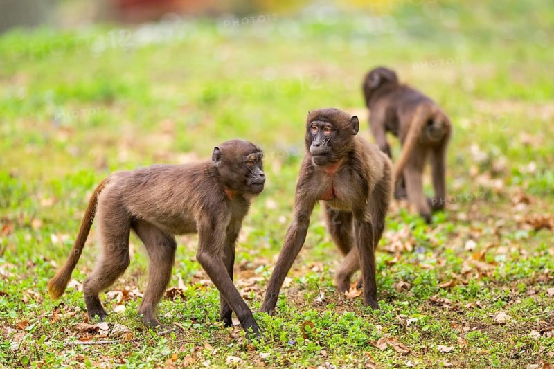Gelada (Theropithecus gelada) youngsters running over a meadow playing with each other, captive, distribution africa
