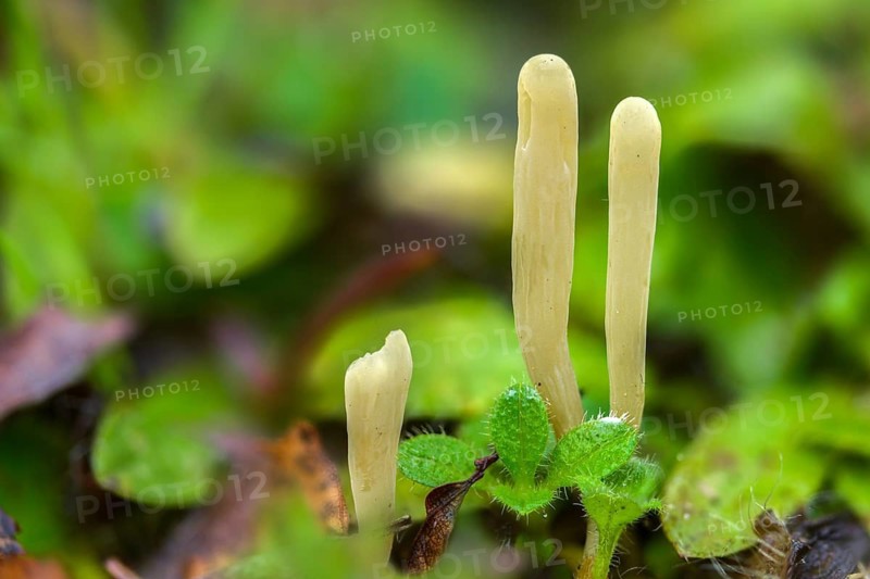 Clavaria Krieglsteineri, constricted mace, false-colored club, fungi, fungus, mushrooms