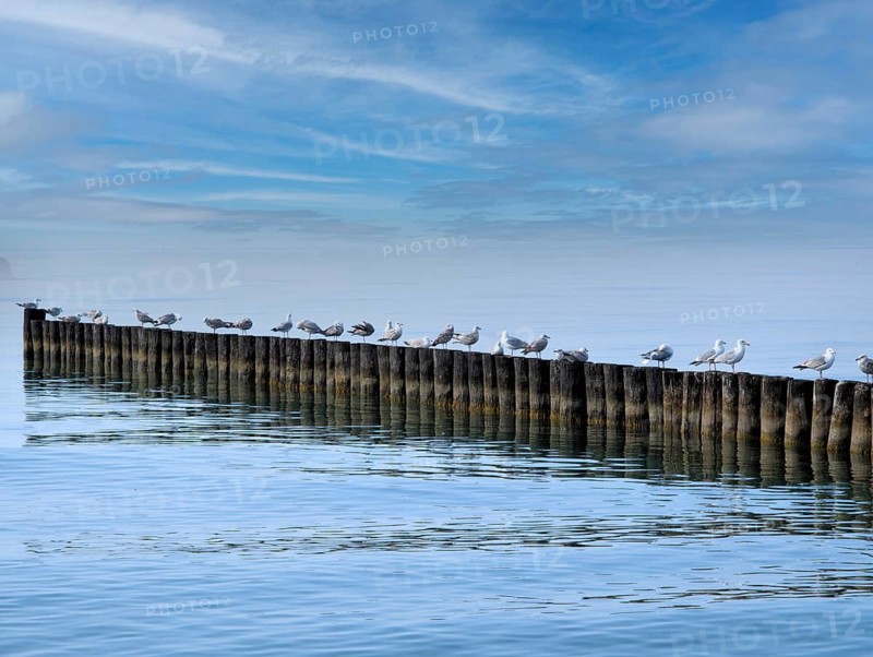 Seagulls on groves Ahrenshoop Baltic Sea Germany
