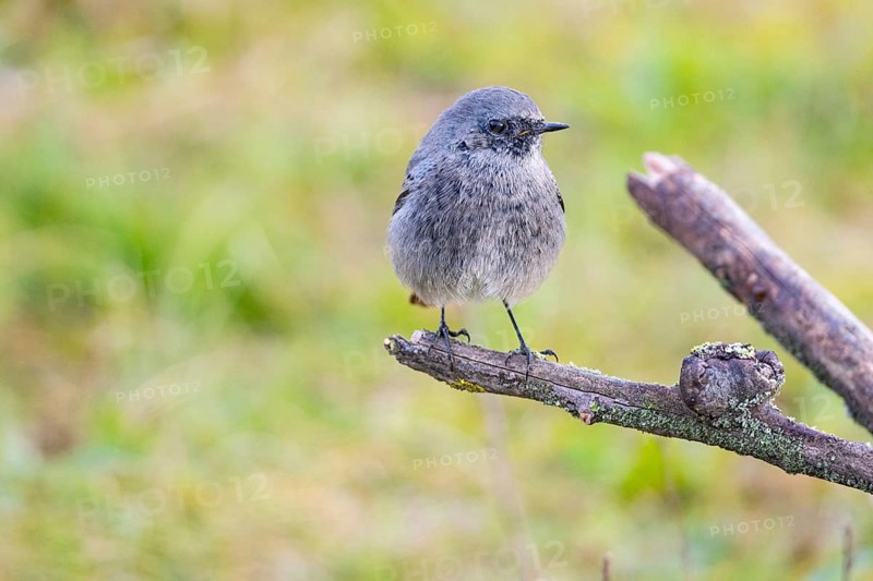 Redtail (Phoenicurus ochruros) Germany